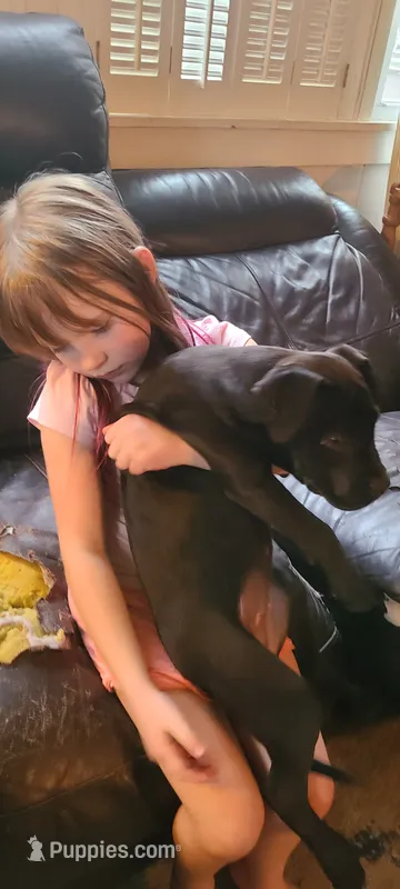 Victoria Anthony – American Bully puppy for sale in Newfoundland, PA