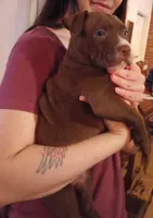 Tyler Kaysak, a male American Bully for sale in Newfoundland, PA – Photo 4 of 7