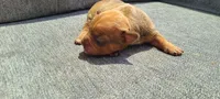 Alice, a female American Bully for sale in Newfoundland, PA – 3 of 8