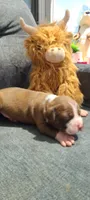 Edward, a male American Bully for sale in Newfoundland, PA – 1 of 10