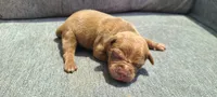 Bella, a female American Bully for sale in Newfoundland, PA – 1 of 9