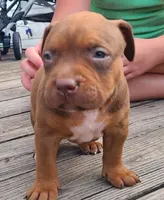 Alice, a female American Bully for sale in Newfoundland, PA – 2 of 10