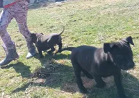 Victoria Anthony, a female American Pit Bull Terrier for sale in Newfoundland, PA – Photo 3 of 8