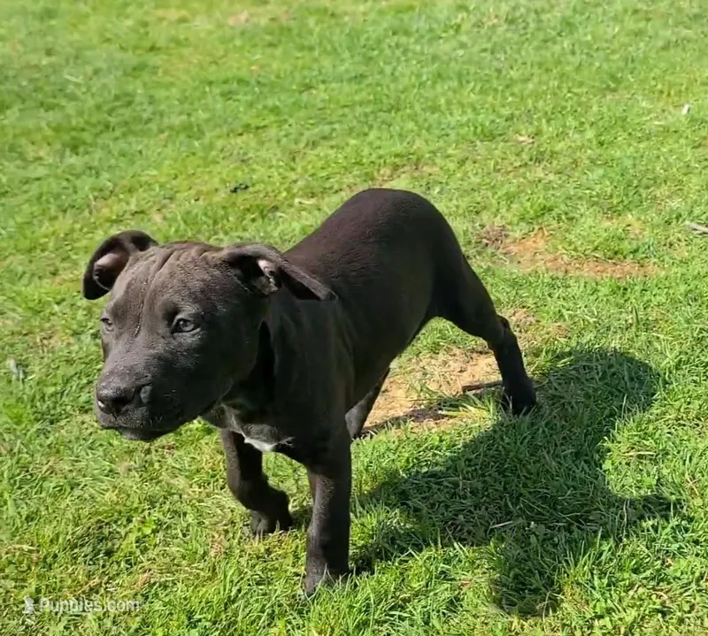 Victoria Anthony – American Bully puppy for sale in Newfoundland, PA