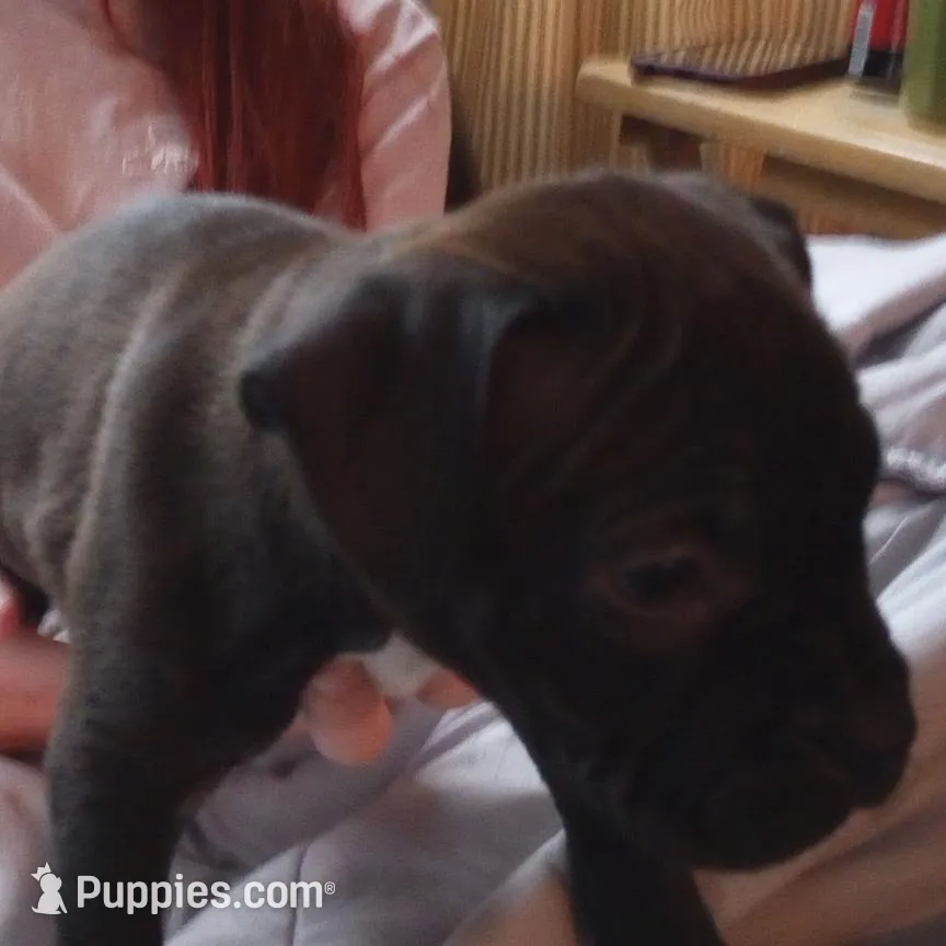 Victoria Anthony, a female American Pit Bull Terrier for sale in Newfoundland, PA – Photo 4 of 8