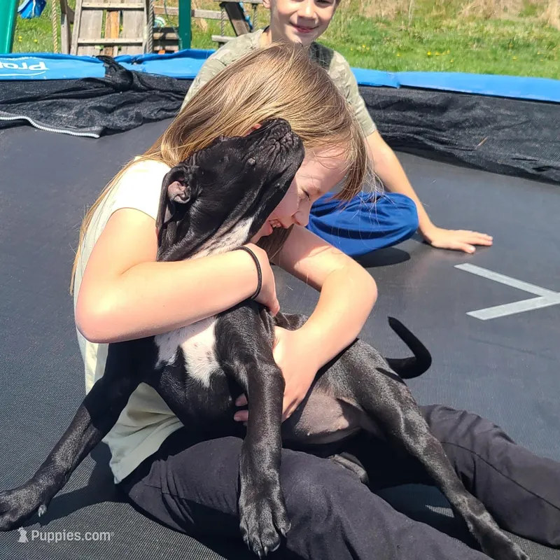 Victoria Anthony – American Bully puppy for sale in Newfoundland, PA