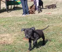 Victoria Anthony, a female American Pit Bull Terrier for sale in Newfoundland, PA – Photo 2 of 8