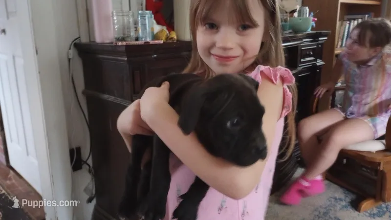 Victoria Anthony – American Bully puppy for sale in Newfoundland, PA