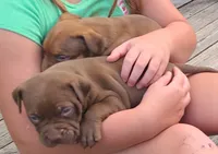 Jacob, a male American Bully for sale in Newfoundland, PA – 4 of 10