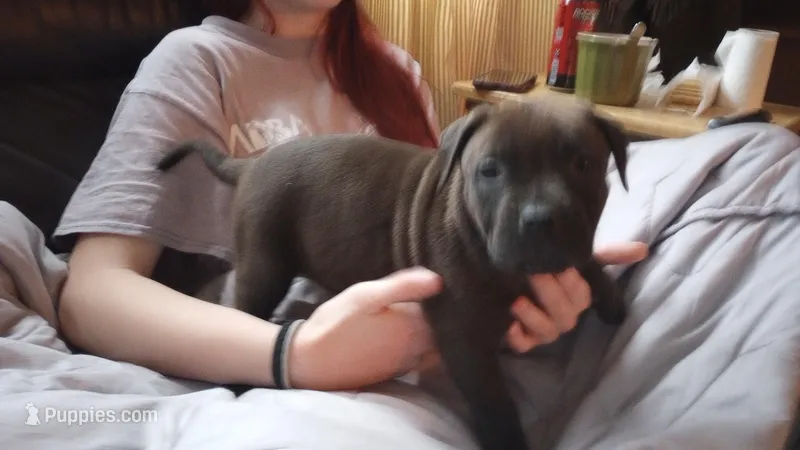Kennedy Blades – American Pit Bull Terrier puppy for sale in Newfoundland, PA