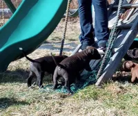 Kennedy Blades, a female American Pit Bull Terrier for sale in Newfoundland, PA – Photo 4 of 10