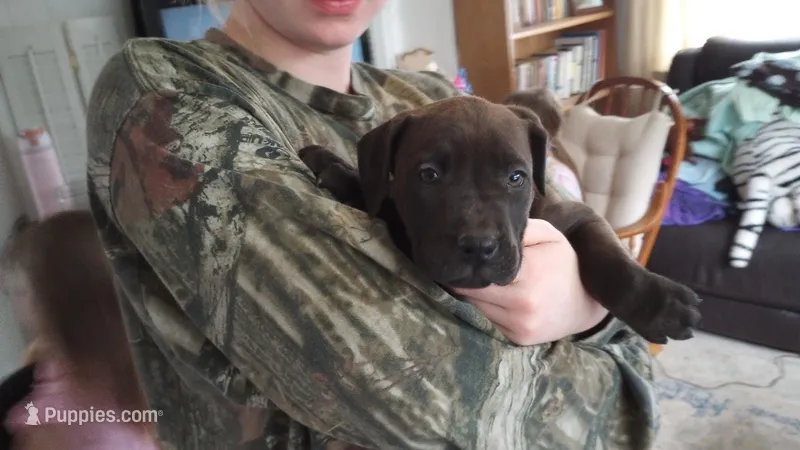 Kennedy Blades – American Bully puppy for sale in Newfoundland, PA