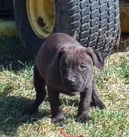 Kennedy Blades, a female American Pit Bull Terrier for sale in Newfoundland, PA – Photo 2 of 10
