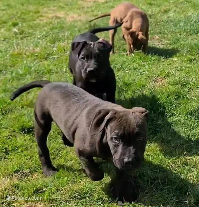 Kennedy Blades – American Bully puppy for sale in Newfoundland, PA