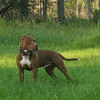 Kennedy Blades, a female American Pit Bull Terrier for sale in Newfoundland, PA – Photo 9 of 10