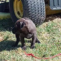 Kennedy Blades, a female American Pit Bull Terrier for sale in Newfoundland, PA – Photo 3 of 10
