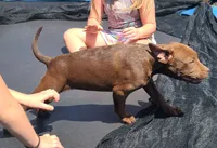 Ariel Manning, a female American Bully for sale in Newfoundland, PA – 3 of 8