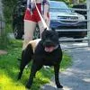 Jaclyn Bouzakis, a female American Bully for sale in Newfoundland, PA – 9 of 10