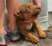 Alice, a female American Bully for sale in Newfoundland, PA – 3 of 10