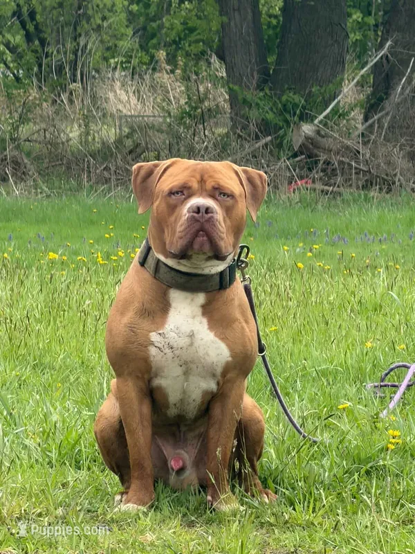 Draco – American Bully puppy for sale in Newfoundland, PA