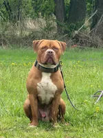 Draco, a male American Bully for sale in Newfoundland, PA – 1 of 2