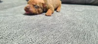 Alice, a female American Bully for sale in Newfoundland, PA – 2 of 8