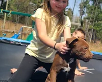 Ariel Manning, a female American Bully for sale in Newfoundland, PA – 1 of 8
