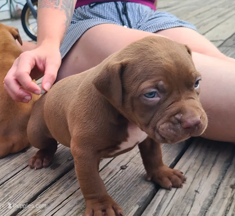 Jacob – American Bully puppy for sale in Newfoundland, PA