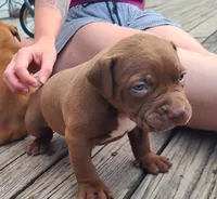 Jacob, a male American Bully for sale in Newfoundland, PA – 2 of 10