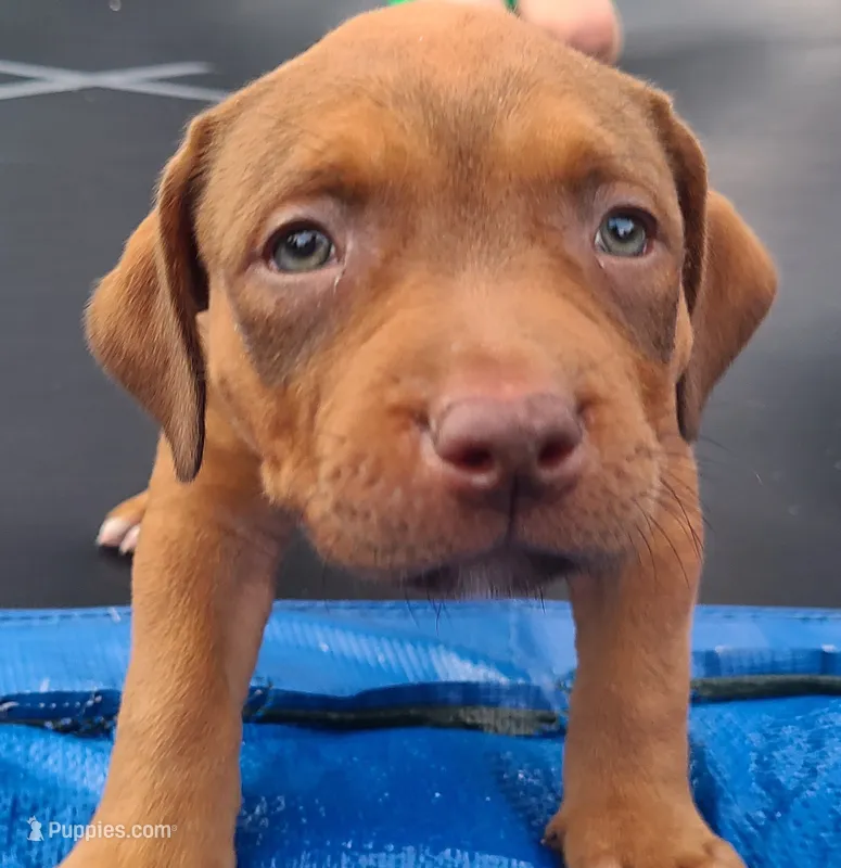 Alice – American Bully puppy for sale in Newfoundland, PA