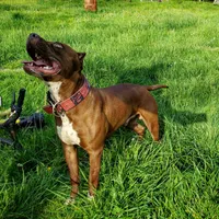 Bella, a female American Bully for sale in Newfoundland, PA – 9 of 9