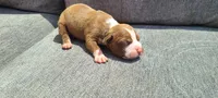 Edward, a male American Bully for sale in Newfoundland, PA – 3 of 9
