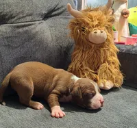 Edward, a male American Bully for sale in Newfoundland, PA – 3 of 10