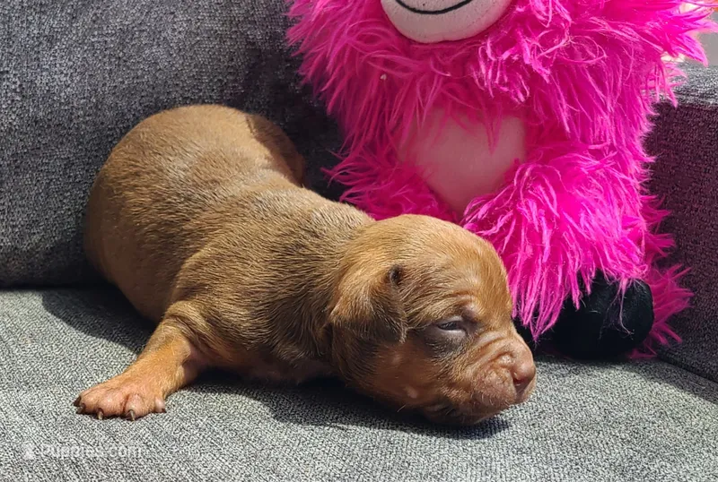 Alice – American Bully puppy for sale in Newfoundland, PA