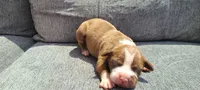 Edward, a male American Bully for sale in Newfoundland, PA – 5 of 9