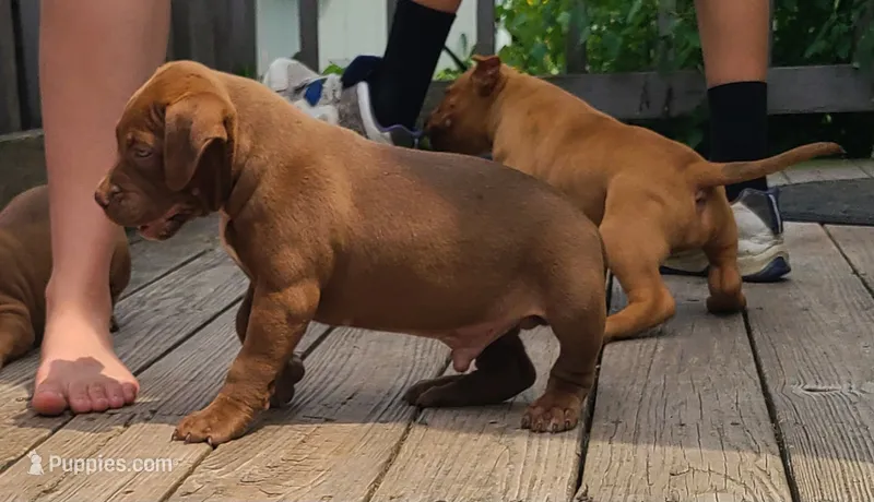 Jacob – American Bully puppy for sale in Newfoundland, PA