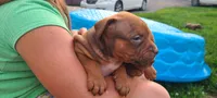 Alice, a female American Bully for sale in Newfoundland, PA – 4 of 10
