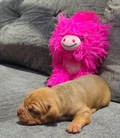 Bella, a female American Bully for sale in Newfoundland, PA – 1 of 9