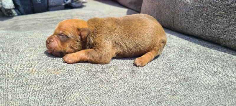 Alice – American Bully puppy for sale in Newfoundland, PA
