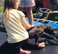 Jaclyn Bouzakis, a female American Bully for sale in Newfoundland, PA – 3 of 10