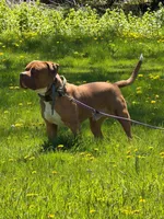 Draco, a male American Bully for sale in Newfoundland, PA – 2 of 2