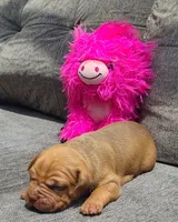 Bella, a female American Bully for sale in Newfoundland, PA – 2 of 9