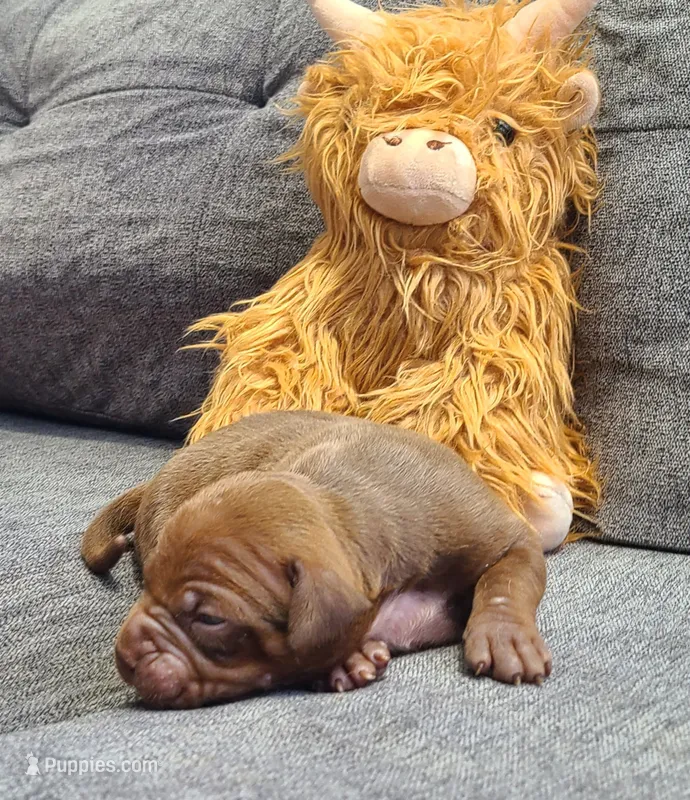Jacob – American Bully puppy for sale in Newfoundland, PA