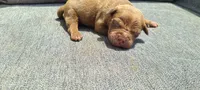 Bella, a female American Bully for sale in Newfoundland, PA – 4 of 9
