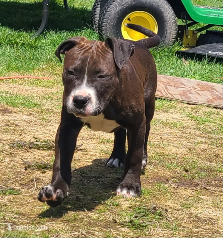 Jaclyn Bouzakis – American Bully puppy for sale in Newfoundland, PA