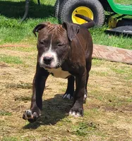 Jaclyn Bouzakis, a female American Bully for sale in Newfoundland, PA – 1 of 10