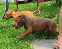 Jacob, a male American Bully for sale in Newfoundland, PA – 3 of 10