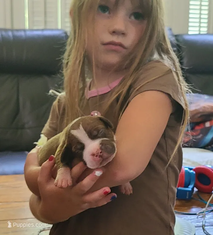 Edward – American Bully puppy for sale in Newfoundland, PA