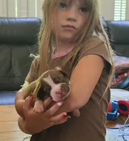Edward, a male American Bully for sale in Newfoundland, PA – 1 of 9