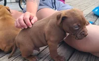 Jacob, a male American Bully for sale in Newfoundland, PA – 6 of 10